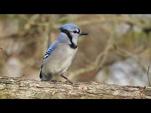 Listen to a Blue Jay's Cool Musical Sounds