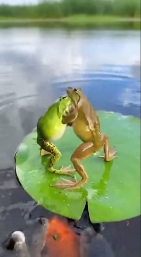 Two Frogs Fighting 🐸⚔️ | Nature’s Territorial Battle