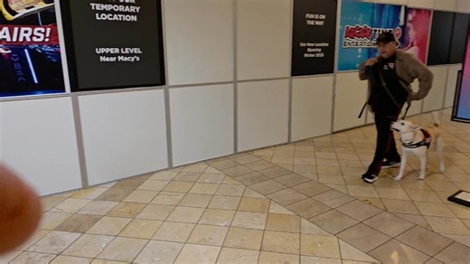 Impulse control drill. I can tell everyone was practicing during the holidays, great job everyone!!!! #servicedoglife #cvma #impact100 | Semper Fi Service Dogs - No Vet Left Behind