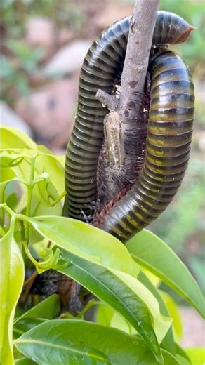 Big millipedes on the street #insects #shorts