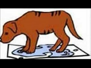 Potty Train Your Puppy