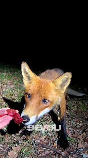 Feeding a Fox 🦊 #sevou #levinho