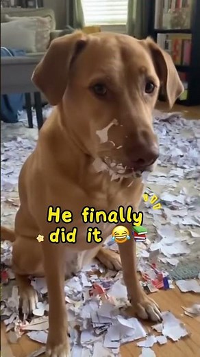 Dog Eats the Homework… For Real 😂 | Funniest Caught-on-Cam Moment #funnyanimals #dog #shorts