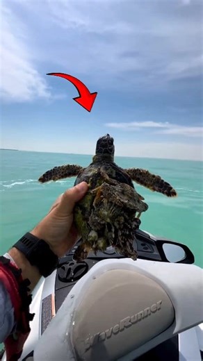 Removing Barnacles from a Little Sea Turtle’s Shell Follow Our Social Media: IG: @el_nin0_tv TT: el_nino_tv FB: El Nino TV YT: EL NINO TV #turtle #turtles #sea #seaturtle #barnacle #barnacles #save #savetheturtles #savetheoceans #rescue #sealife #ocean #oceanlife #marine #animals #animalsfacts #viral #viralvideo #viralreels #fblifestyle #trending #trendingreels #reels #reelsviral #fyp #fypreels #fypジ #ｆｙｐシ #fypシ #fblifestyle | El Nino TV