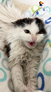 7.8M views · 202K reactions | Feral kitten kept hissing at her rescuer — but everything changed after her first bath ❤️ | The Dodo | Facebook