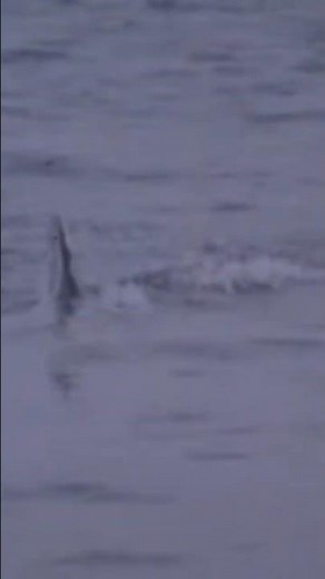 Gluel Jaws (1995) AKA Jaws 5 -- Official Trailer part 2 -- 1080p #movie #grueljaws #akcion