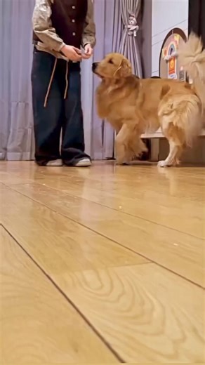 76K views · 3K reactions | what happened to them what should i do now #what #happened #cute #dog #fun #with #cute #girls #Romantic #fbreelsfypシ゚viralシ #reelsfbシ #reelsviralシ #reelsvideoシ #reelstrending #reelsfypシ Dog Funny Videos | Dog Funny Videos | Facebook