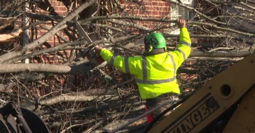 Experts weigh in on how to prevent trees from falling during winter storms