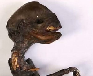 Mysterious dead creature found near the Leningrad Nuclear Power Plant