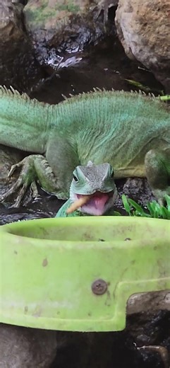 Satisfying Lizard Feeding Time! #lizard #feedingtime #reptiles #shorts #satisfying #mealworm