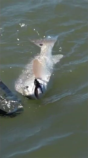 Redfish Xtra Large Size Texas Coast