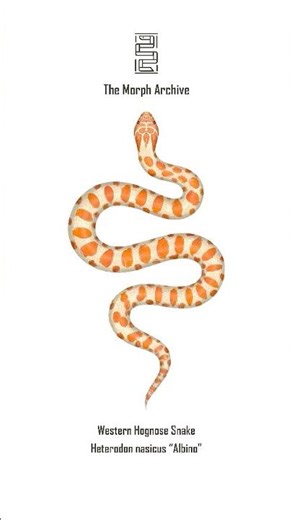 Illustration of the Albino Western Hognose Snake by The Morph Archive / Mingo Art