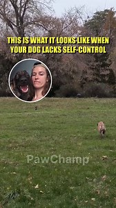 🐶 The one resource you will need to train your dog, solve problems, and have fun together 🐶 All the essentials in one place for you and your dog 🐶 Detailed instructions with clear illustrations 🐶 Easy-to-follow progress checker | 28 Day Dog Obedience Challenge