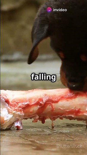 Puppy Teething 101: Why Those Tiny Teeth Fall Out!