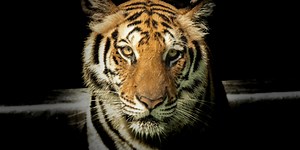 The Tiger King Class 12 English Vistas