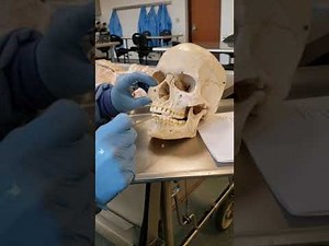 Lab #9: The Digestive Tract (part 1)