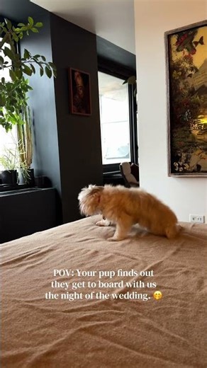 Wedding night dog boarding!