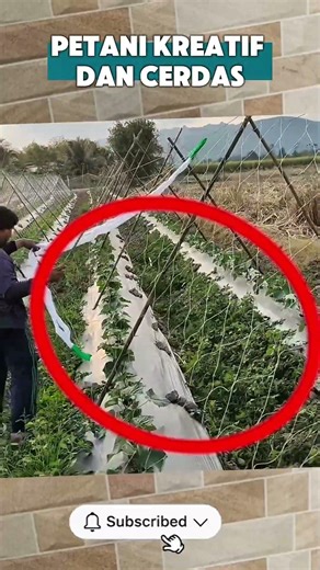 The Secret to Growing Cucumbers