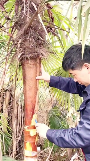 Technique for splitting tree bark with a cutter #shorts