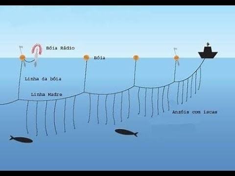 Pesca De Espinhel