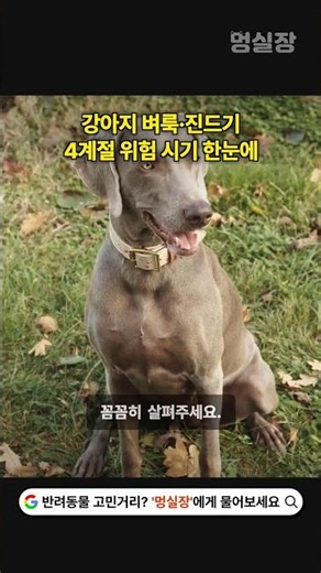 강아지 벼룩·진드기, 4계절 위험 시기 한눈에