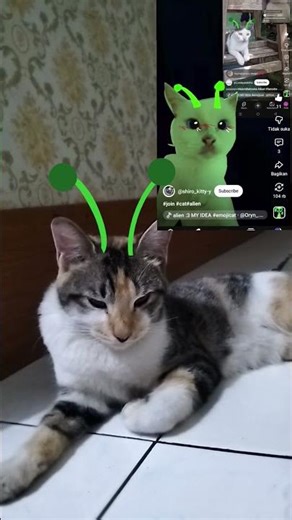 #duet cat alien
