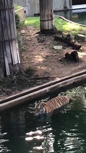 Nikita, touring in style. | DC Zoo Walks