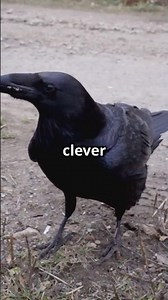 Crows That Build Tools! #tiktok