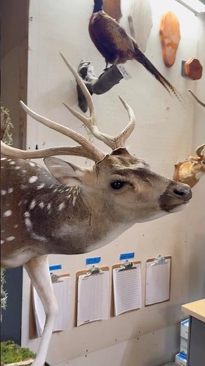 Epic Axis Deer Mount from Erick’s Taxidermy in Decatur, TX. 🤘🏻 #axisaddict #axisdeer #deerhunting