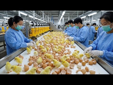 From Farm to Chick | How Chicken Eggs Become Healthy Chicks | #eggfarming #factoryprocess #farming