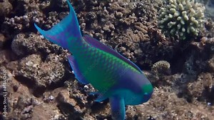 Parrot-fish is named due to its beak-like dental bone with strong teeth and brilliant coloration patters, it inhabits coral reefs together with other exotic fish