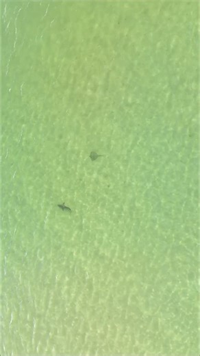 Baelo Travels on Instagram: "This Florida hidden gem is Shell Key Island and it's perfect for wildlife spotting of sharks, dolphins, and stingrays #florida #nature #shark"