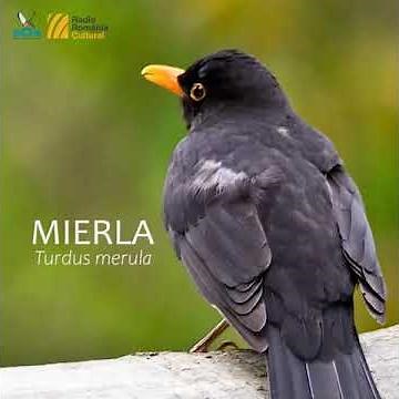 Mierlă /Minutul de natură/ Orașul vorbește la RRC