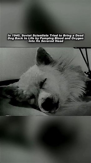 Darkest Experiments in History || #russia #dogexperiment #shorts