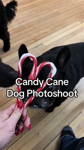 Winston Apollo gave me about 3 seconds of patience before they were officially over my festive nonsense 😂 But we got the pics and I’m calling it a win. How to (dog-safe “candy cane” prop treat): Keep the wrapper on the cane and tape the top bottom together to make a heart. Add a little plain unsweetened Greek yogurt and go! 🐶✨ #frenchie #minipoodle #dogmom #christmasdog
