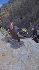 One of our favorite moments from 2025 was the return of the California Condor Cam, offering breathtaking views of these massive, endangered birds nesting at Bitter Creek National Wildlife Refuge in southern California. Watch female #216 and male #328 arrive in spectacular fashion to visit their chick at the Orchard Draw nest. See more unforgettable moments in our top highlights of 2025: https://www.allaboutbirds.org/cams/the-best-of-bird-cams-in-2025/ | Bird Cams