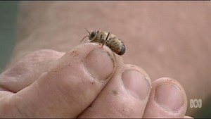 BTN: Bee anatomy - ABC Education