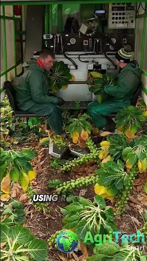 Efficient Brussels Sprouts Harvesting with Modern Machines