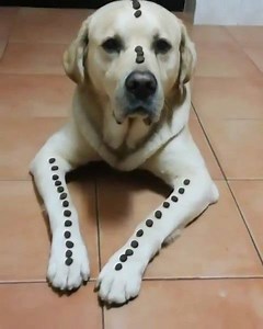 29 reactions | "When Scott was 8 months old he was poisoned and he had to fight for 15 days to survive. So since that day we worked with Scott so he has self-control and only eat when we give him permission. This is the result of 7 years of work, trust and determination." - @scott_tex_labradors | Labrador Retriever Lovers | Facebook