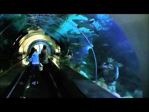 Shark Encounter, SeaWorld San Diego