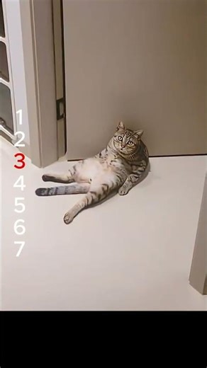 にゃんこはエイリアンの友達? 냥이 친구는 외계인? Is your cat friend an alien? #cat #やせる #funny #cats #cute