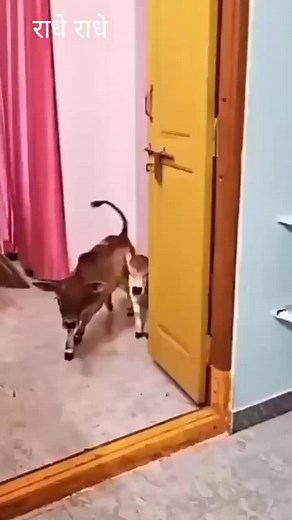 Curious Calves Explore a Home Environment