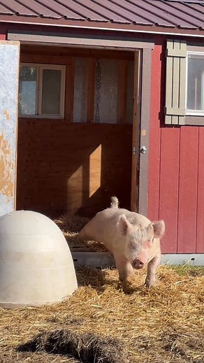 🏡🐷🥰Camilla! We love you! We will always be grateful to your teenage caretaker, Mia, who was in the FFA (Future Farmers of America) program. She gave you the sanctuary life you deserve instead of auctioning you off at the County Fair and (probably) you would have been slaughtered. We need more heroes like Mia!👏👏 Written by LFAS Co-Founder Tracey Jackson Soucy #love #family #lovingfarmanimalsanctuary #california #sonomacounty #animallover #piggy #pigsofinstagram #pigsarefriendsnotfood #sanctu