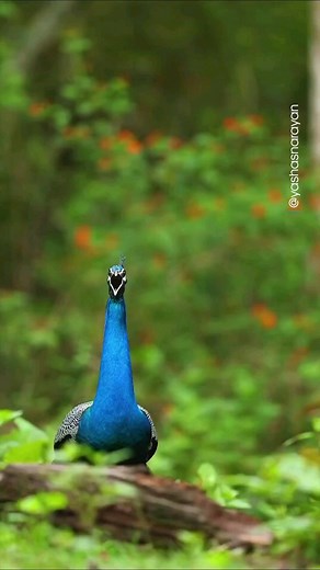 46 reactions · 20 shares | Peacock symbolism and meaning is...
