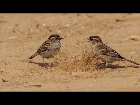 Cute Sparrows Taking Dust Bath | Bird Behavior