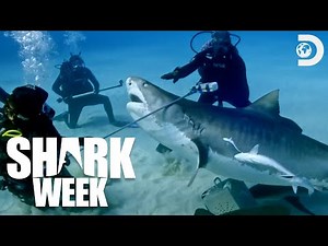 Researching a Chaotic Shark Feeding Frenzy | Shark Week (2024) | Discovery
