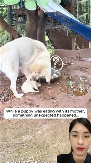 #wildliferescue #pets #rescue #puppy #love #song #singer #wildlife #animalrescue #wholesome