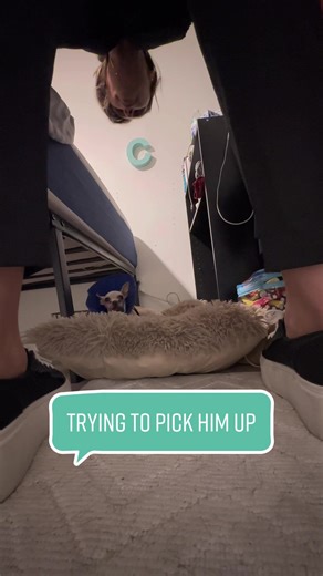 We were both scared of eachother 😂🤍 #chihuahua #chihuahuapuppy #chihuahualife #mrbuttons #chihuahuas #brokenheart #brokenjaw #brokenjawcheck #brokenjawrecovery #foster #fosterfail #adoptme #adoption #adoptdontshop #adopted #scary #scarydog #scared #scaredycat