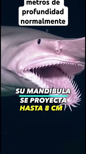 🦈 El tiburón duende: el más extraño del océano 😱