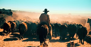 Magic Bullet Mojo - Flashback Japan Inc